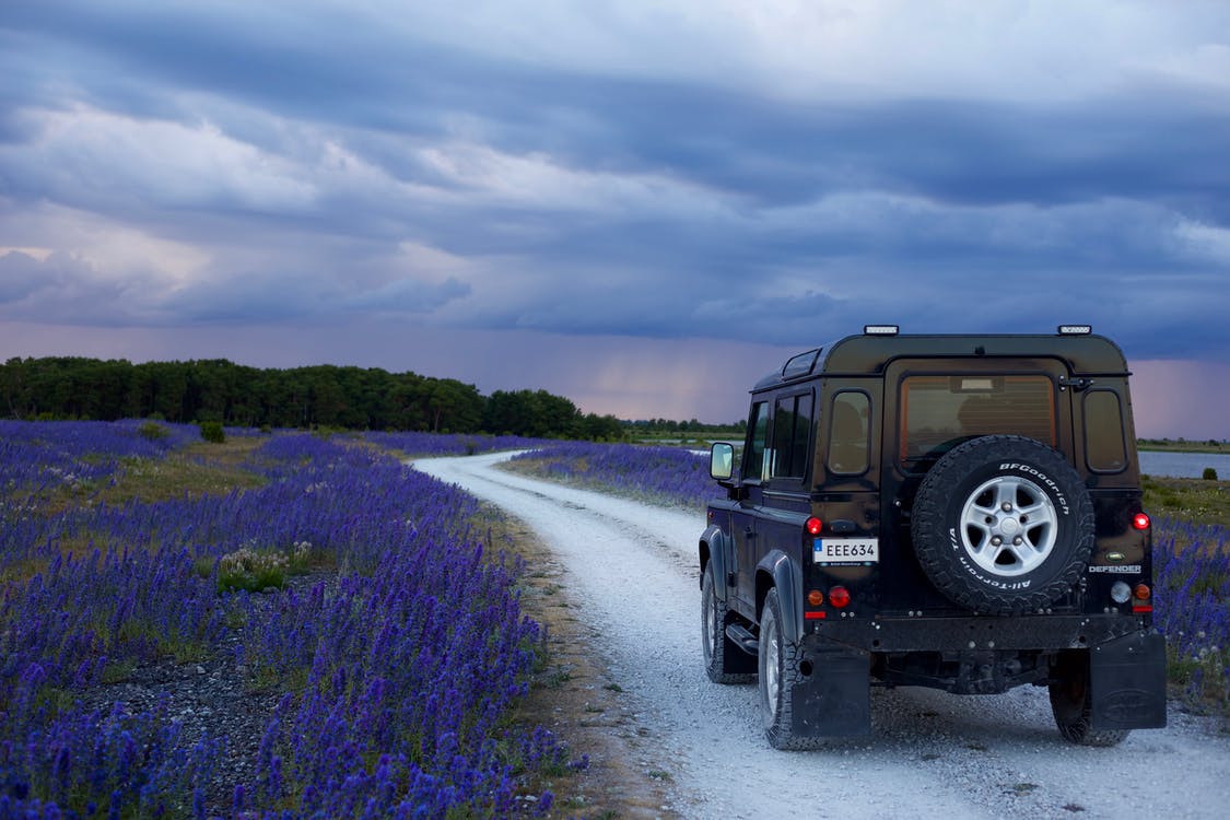 Free Black Suv in Between Purple Flower Fields Stock Photo