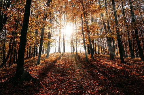 The sun shines through the rainbow of autumn leaves