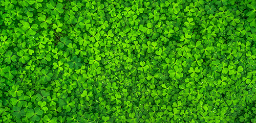 Field of emerald green shamrocks from the Irish countryside