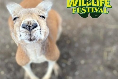 Calgary wildlife festival for Family Day with a smiling Kangaroo